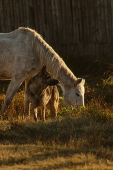 A serene scene of a horse and dog together in a sunlit meadow in Santiago, Chile.