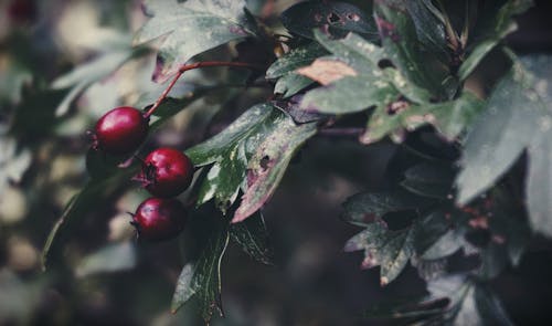 Fotografia Z Bliska Czerwonych Wiśni