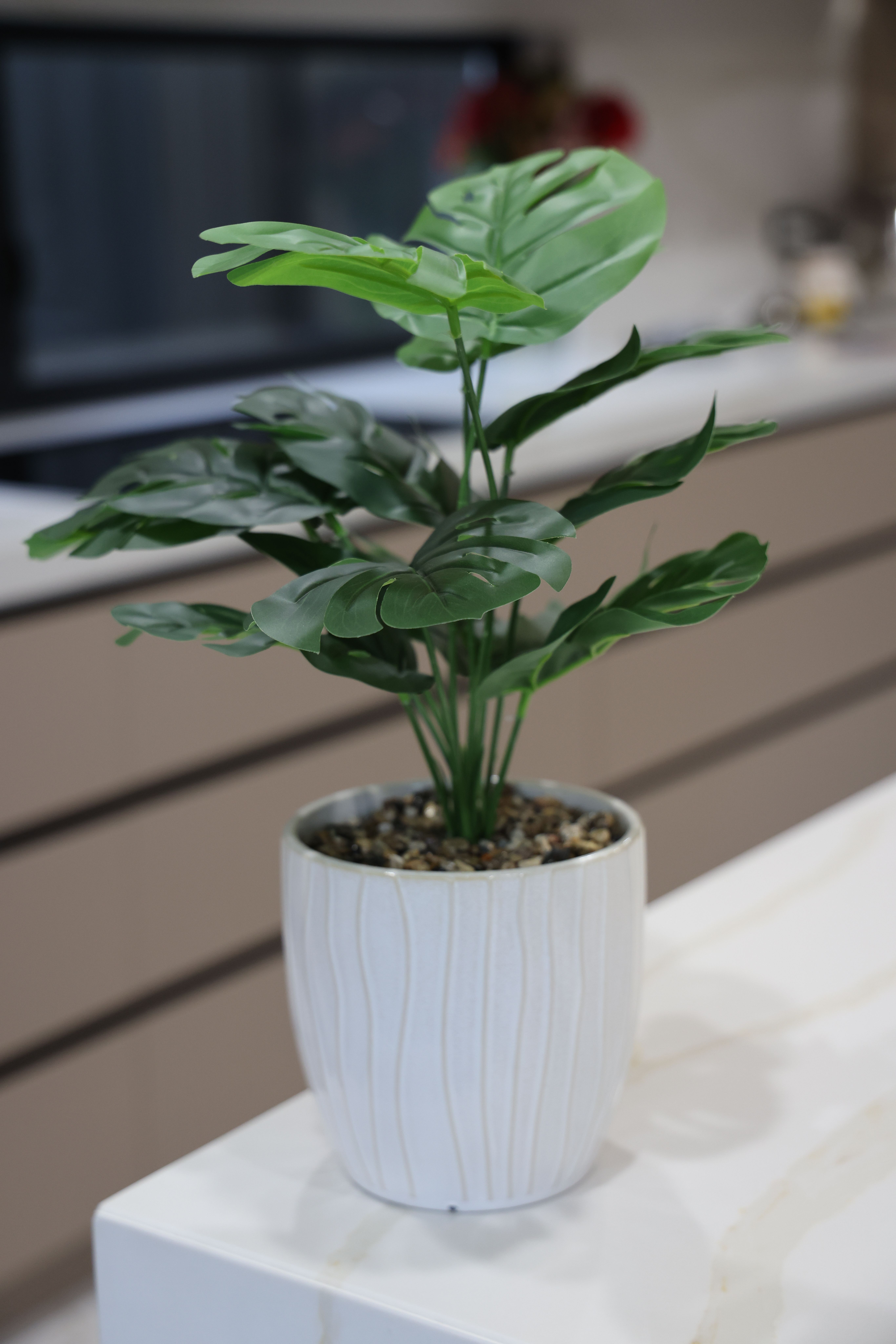 Modern Indoor Plant in Stylish Pot on Countertop · Free Stock Photo