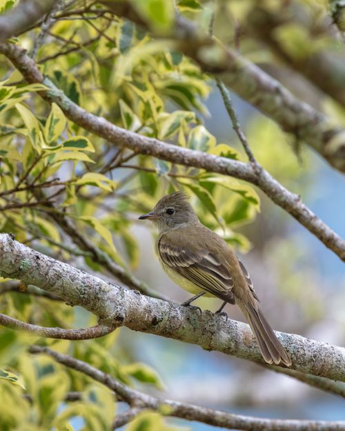 Free A tropical bird resting on a branch amidst lush greenery in Costa Rica, showcasing vibrant nature. Stock Photo