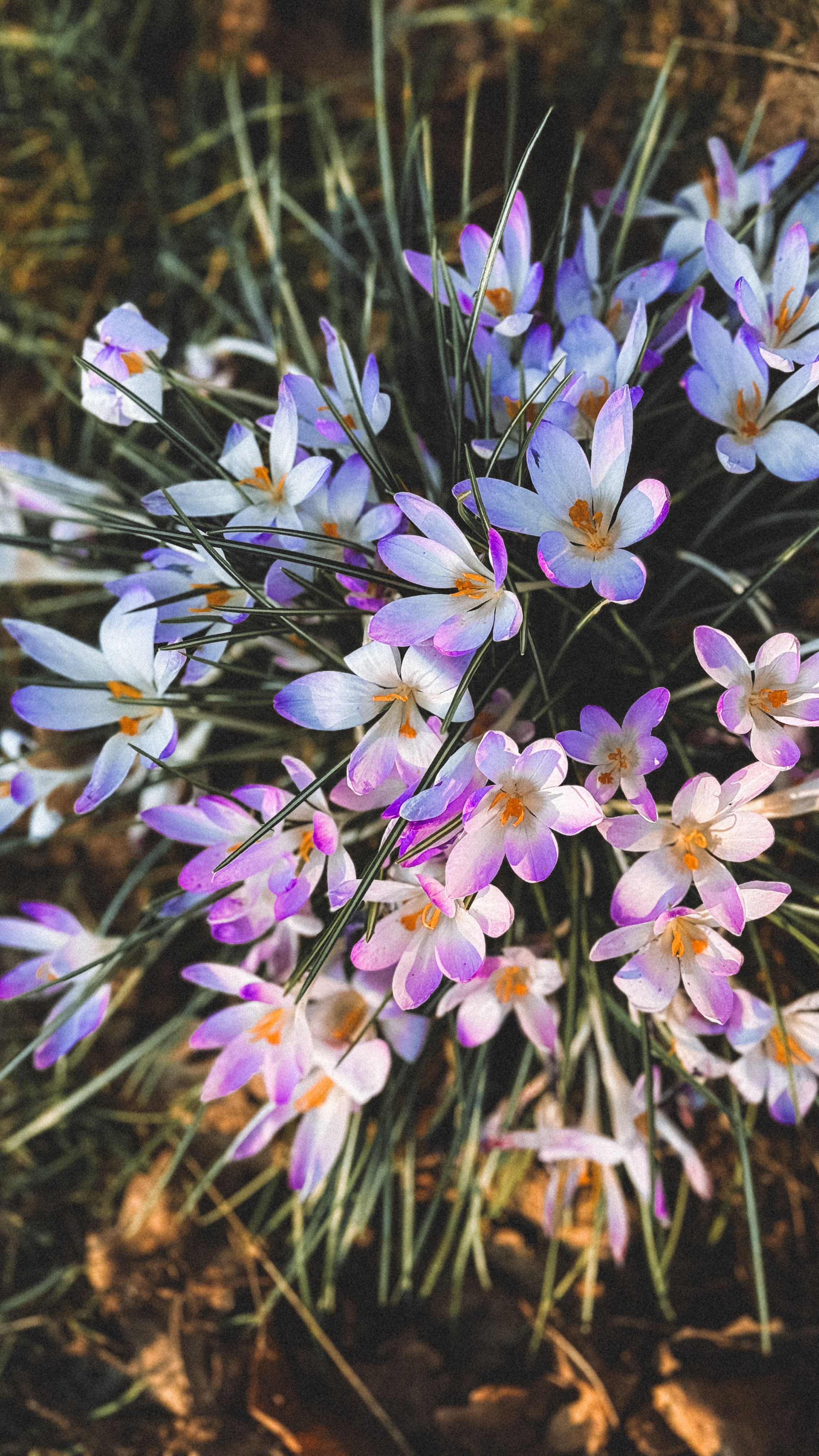 [ColoSach]-vibrant-crocus-flowers-blossoming-in-spring-sunlight,-bremen,-germany.