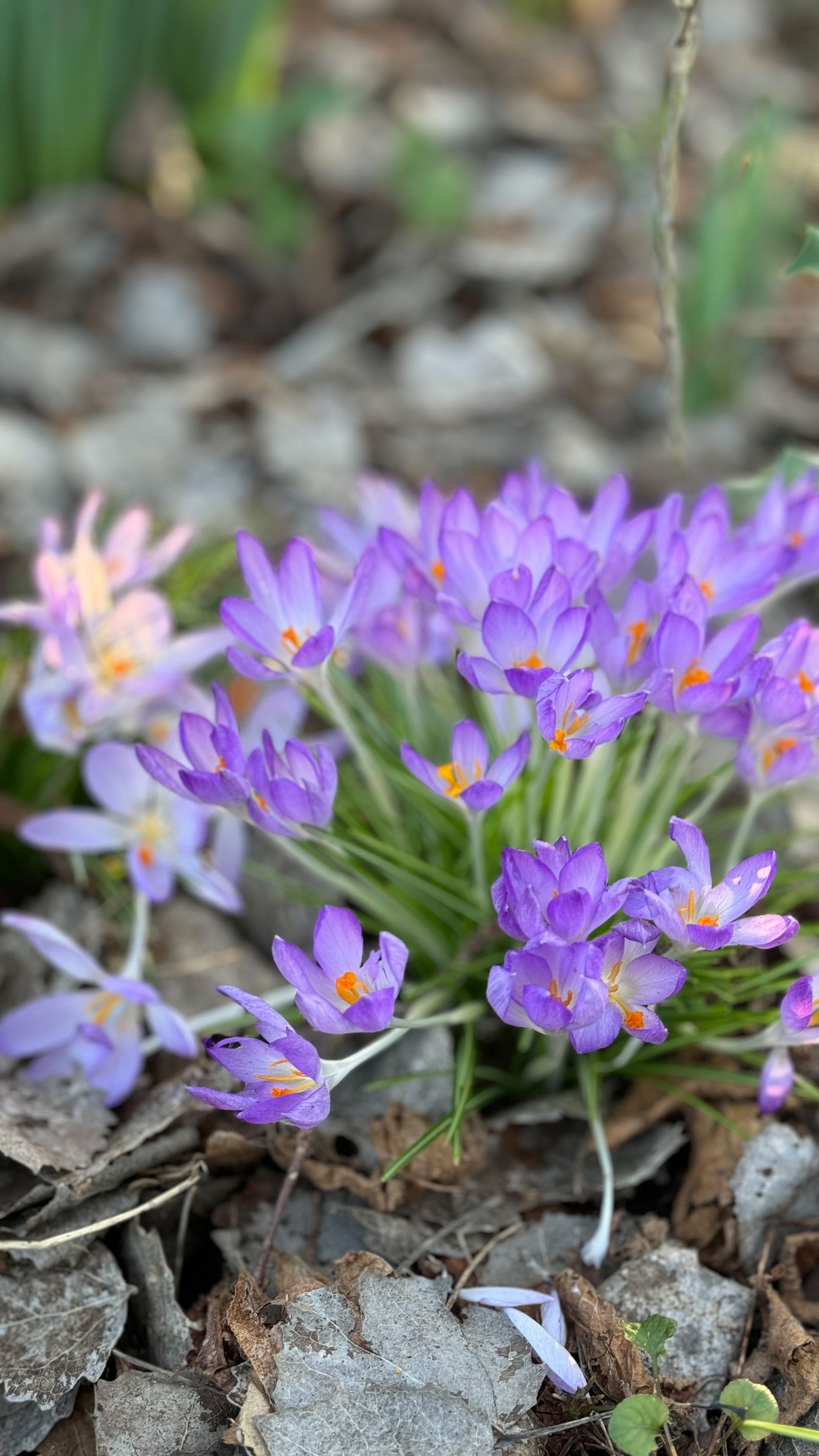 Spring Home Maintenance