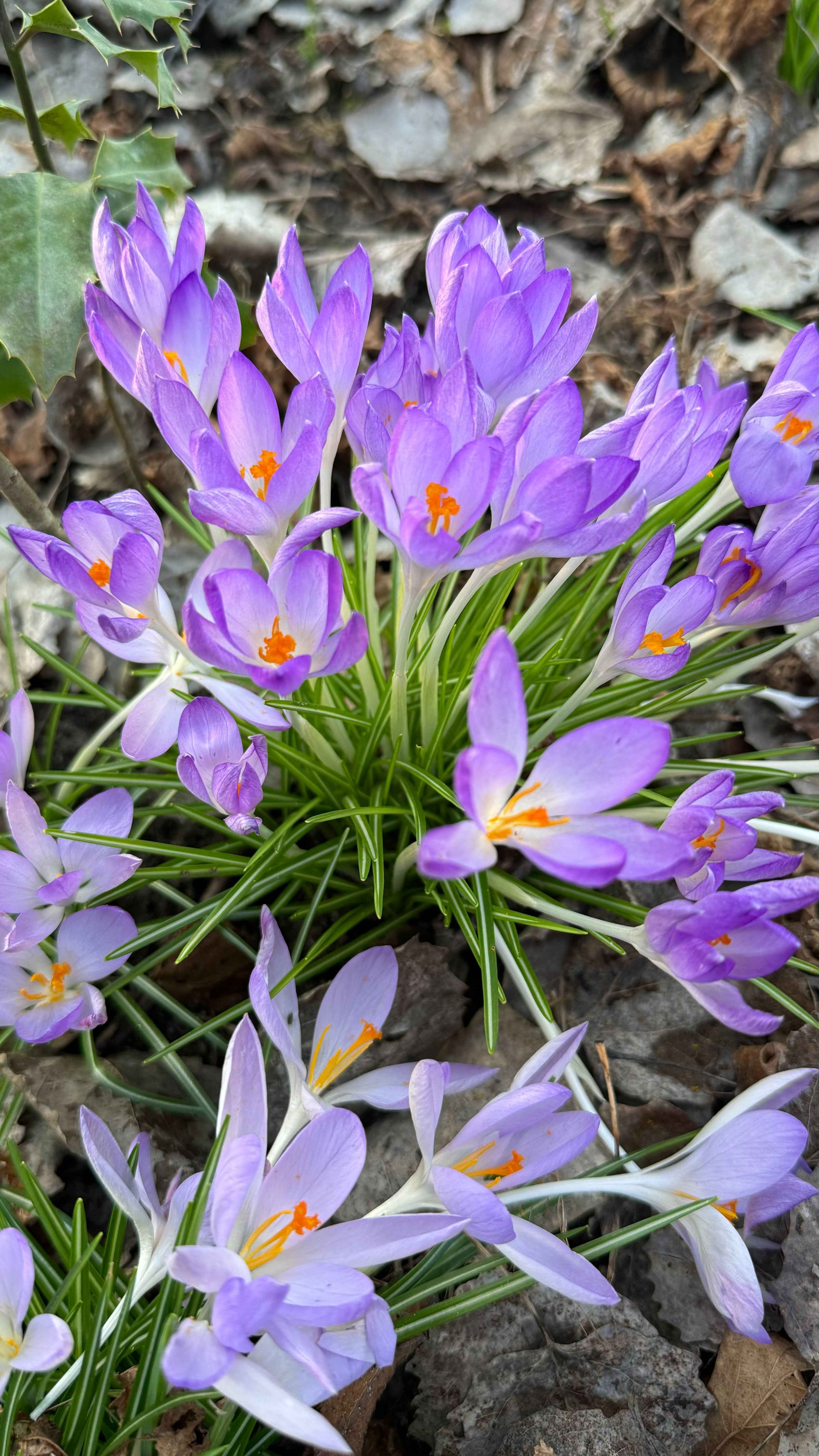 Vibrant Purple Crocus Flowers in Bloom · Free Stock Photo