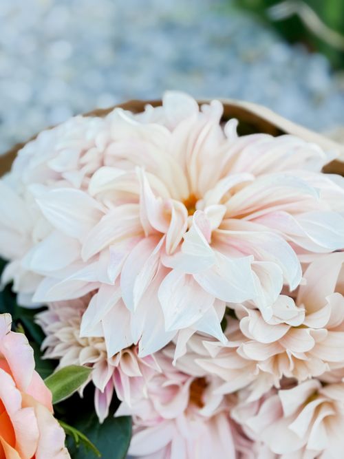 Free Delicate pale dahlia flowers in full bloom, showcasing intricate petal arrangement. Stock Photo
