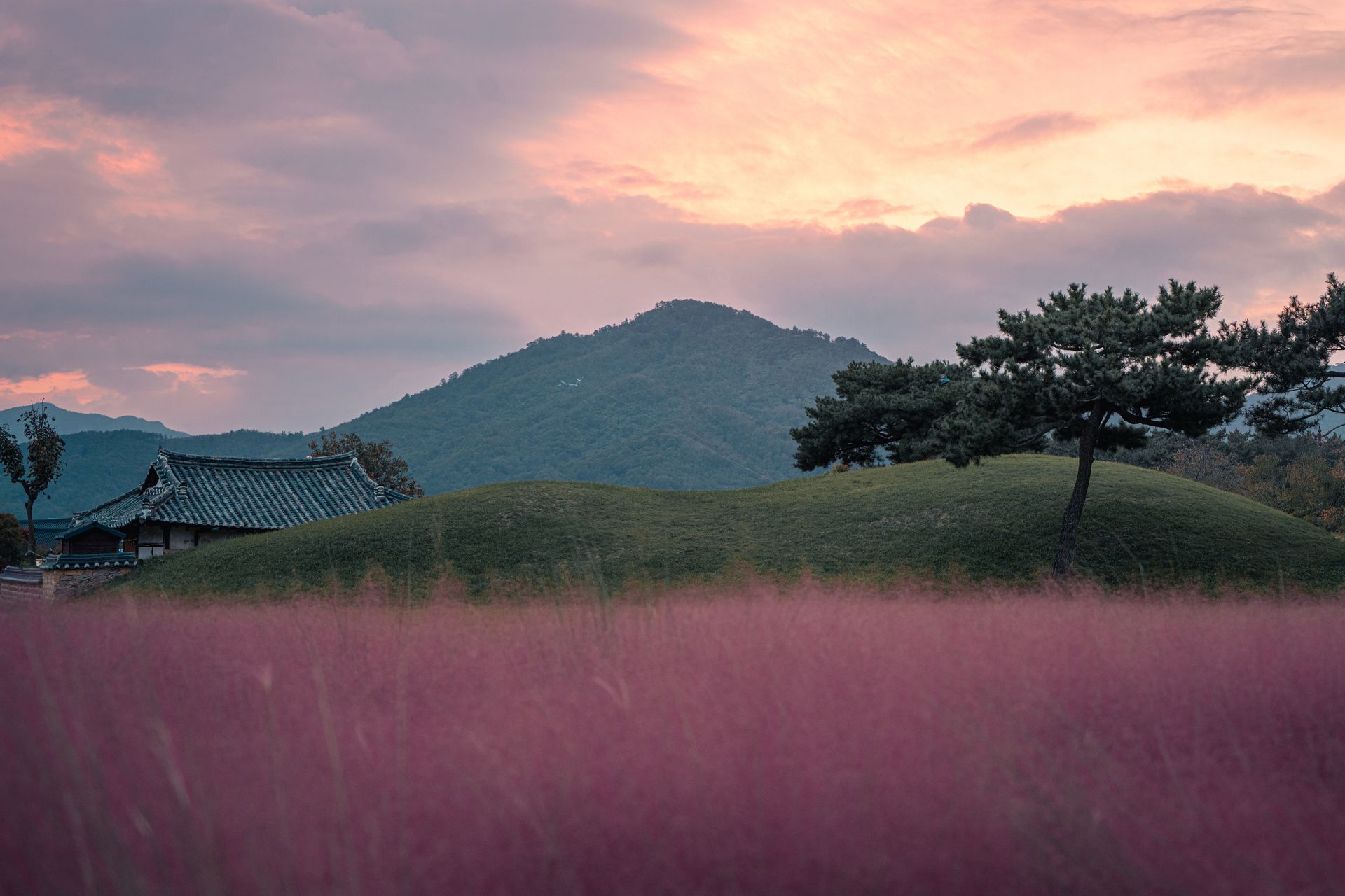 Captivating sunset view over Gyeongju with pink muhly grass and traditional architecture.
