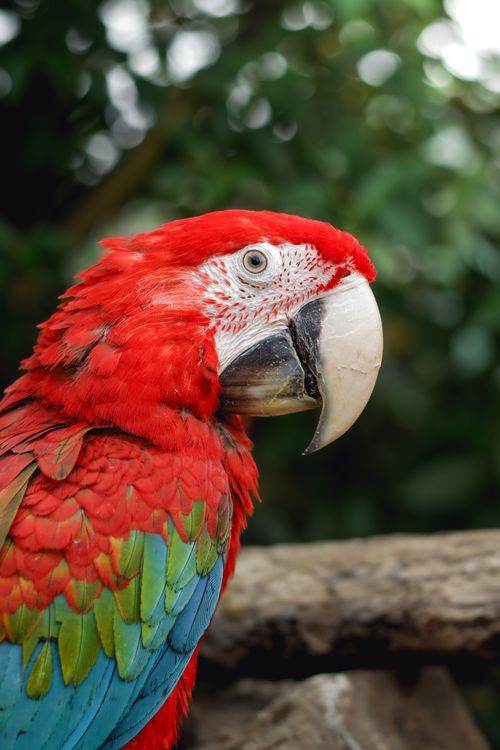 Free Vibrant scarlet macaw perched outdoors in Buin, Chile showcasing colorful plumage. Stock Photo
