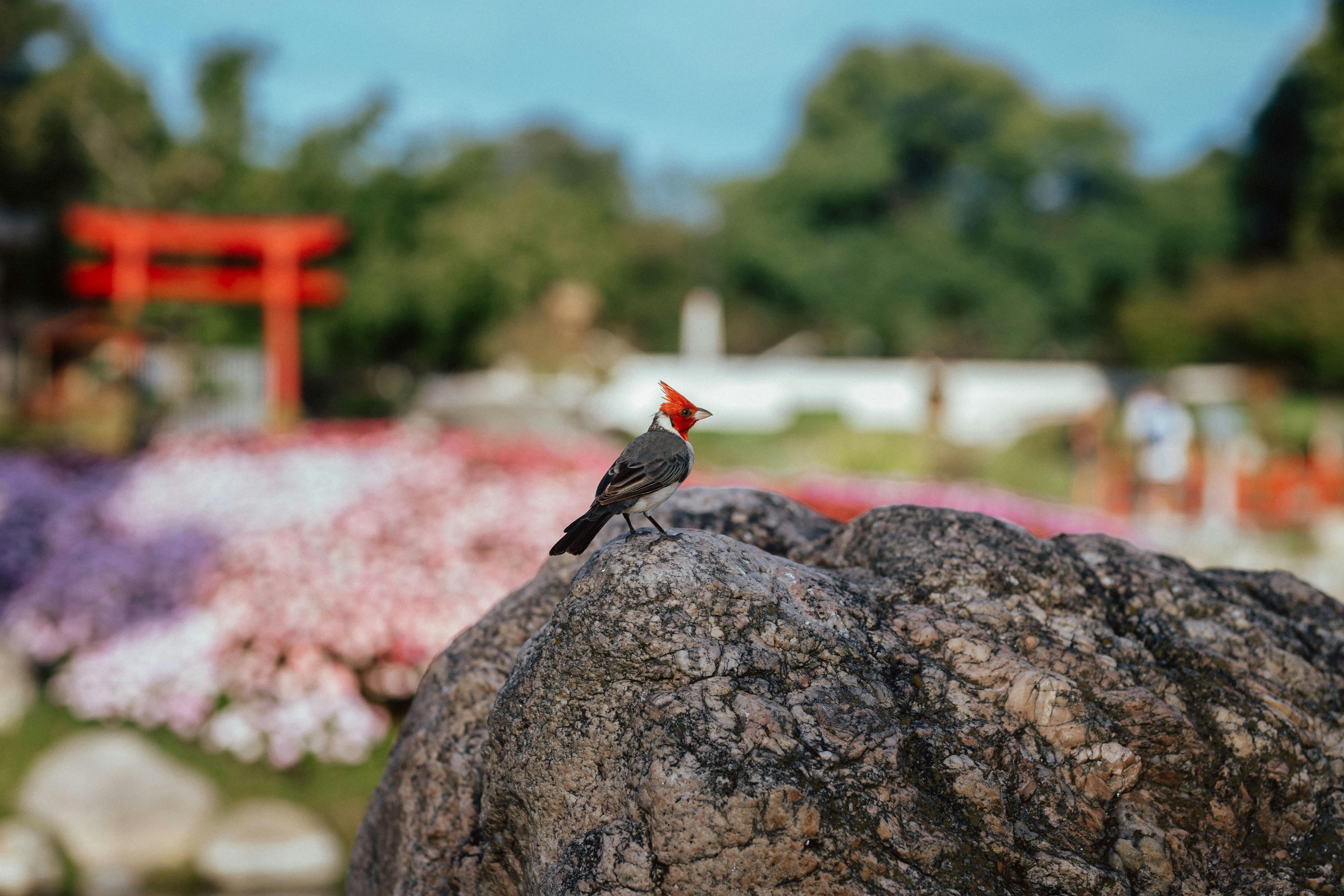 Red-crested cardinal resting on a rock, surrounded by vibrant blooms in a Buenos Aires Japanese garden.
