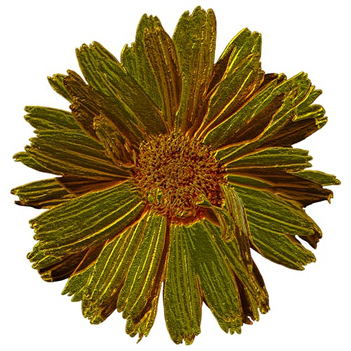 Kostnadsfri bild av dahlia, dekorativ, färg