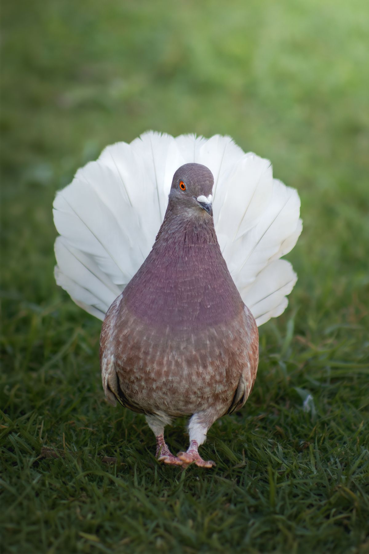 White Dove Photos, Download The BEST Free White Dove Stock Photos & HD ...