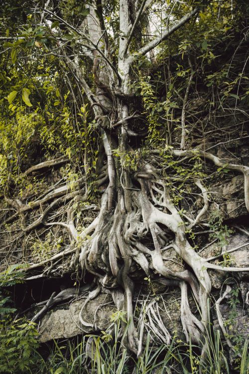 Intricate Tree Roots on Mossy Stone Wall · Free Stock Photo