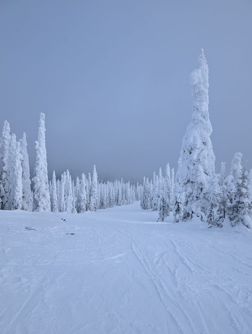 Free Peaceful snowy landscape with frost-covered trees, evoking a sense of winter tranquility. Stock Photo