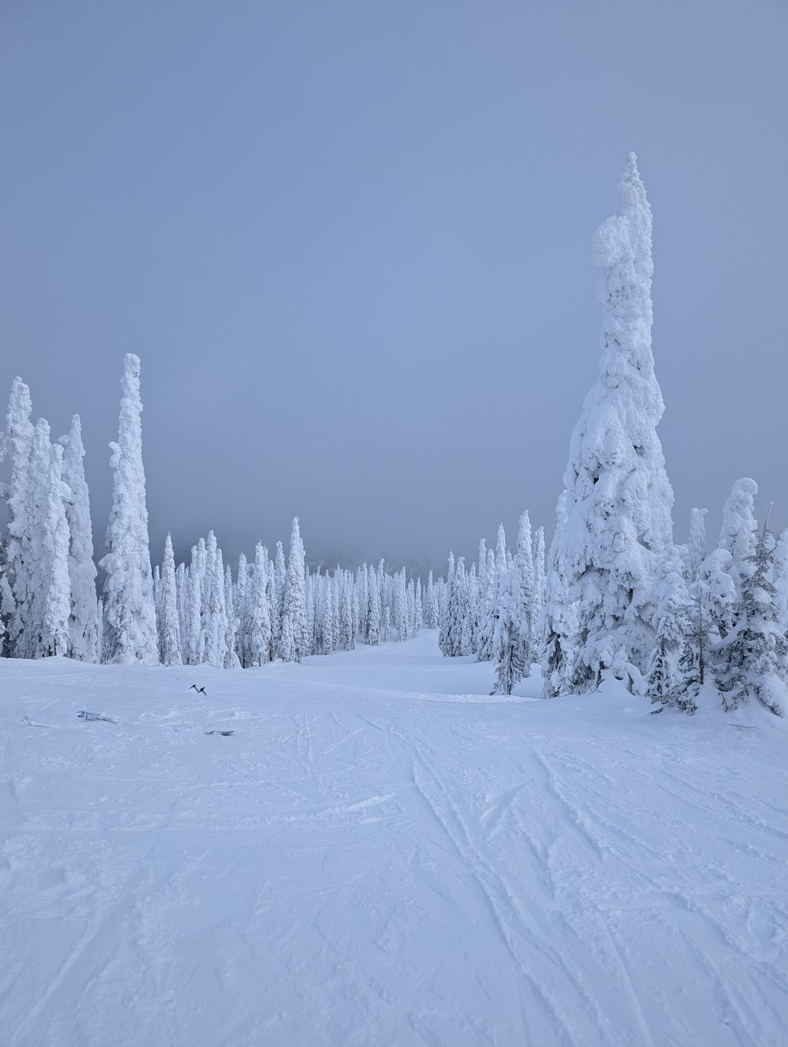 Serene Winter Wonderland with Snow-Covered Trees · Free Stock Photo
