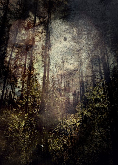 可怕, 抽象, 森林 的 免費圖庫相片