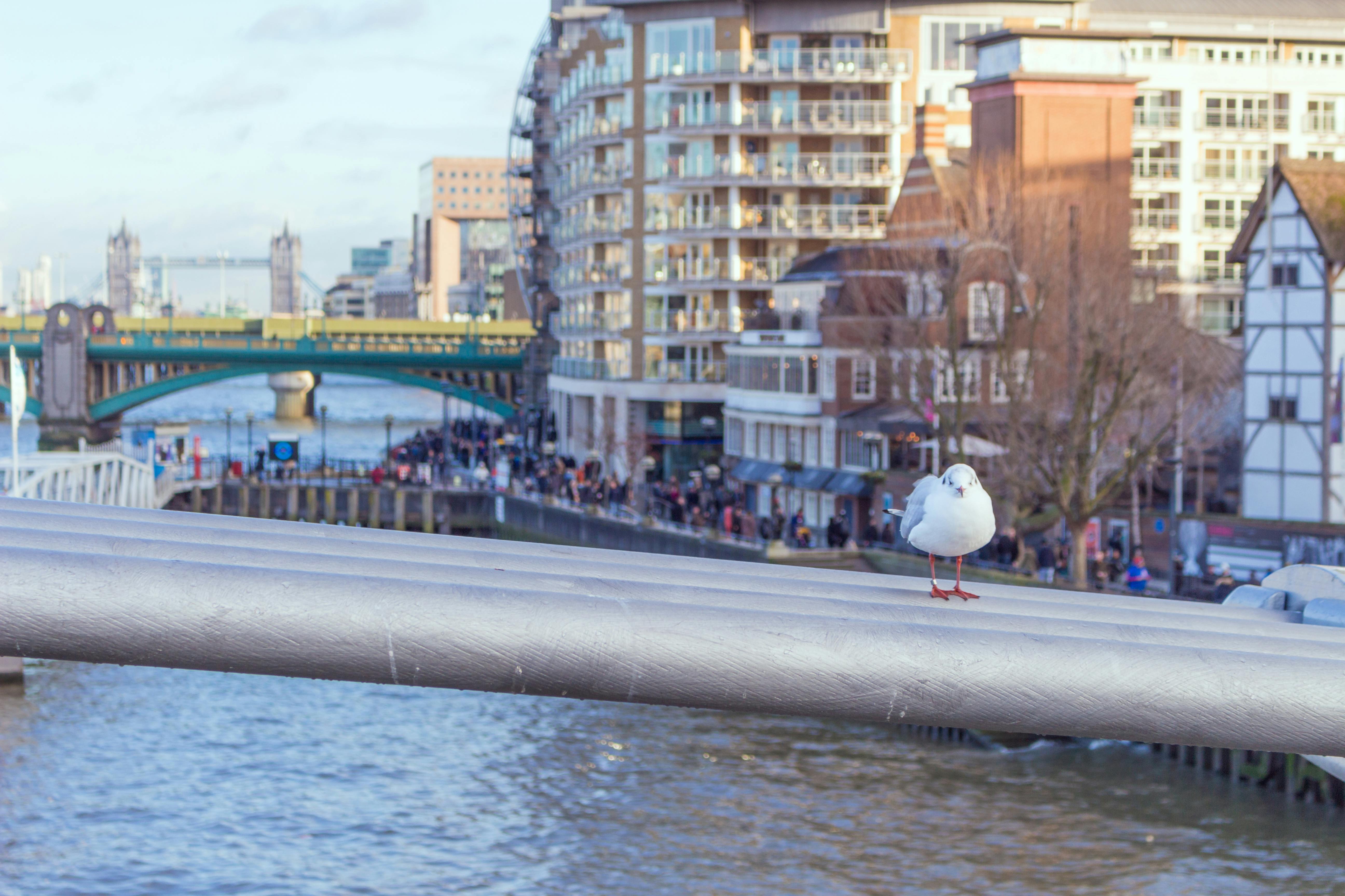 千禧桥上栖息着一只海鸥，可以看见伦敦的河流和标志性建筑