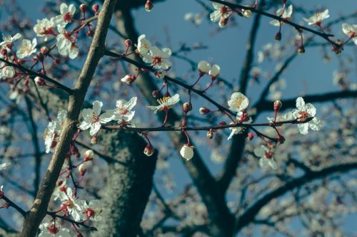 Free Detailed close-up of white spring blossoms on branches against a clear sky. Stock Photo
