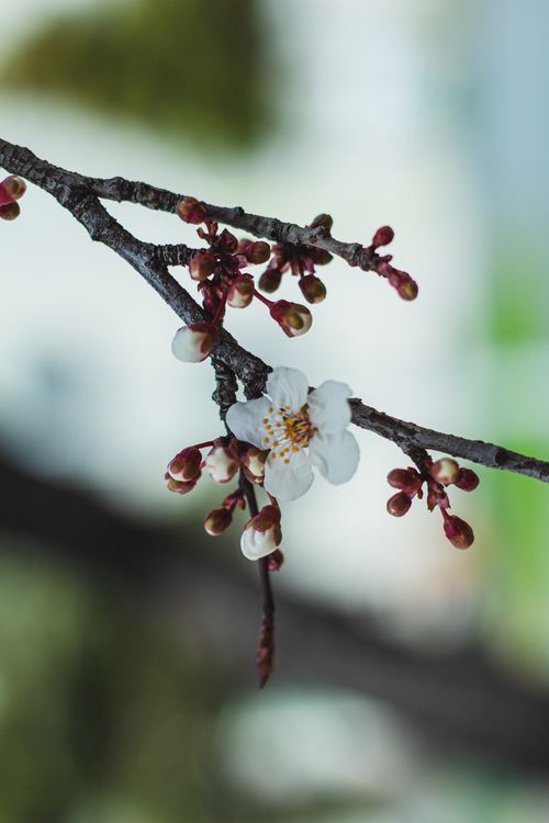 Free Delicate cherry blossom branch with blooming bud in a serene outdoor setting. Stock Photo