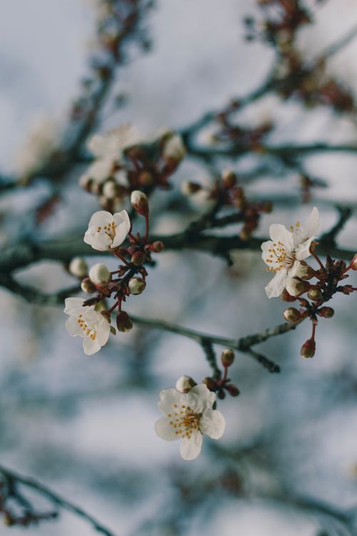 Free Delicate cherry blossoms in full bloom on a branch, symbolizing renewal and spring beauty. Stock Photo