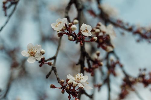 Free Delicate cherry blossoms in bloom capture the essence of spring. Stock Photo