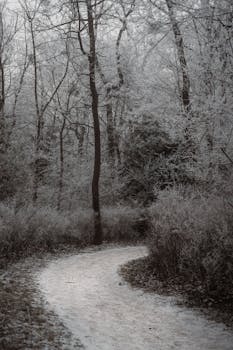 A serene frosty path winding through a winter woodland, creating a tranquil and icy scene.
