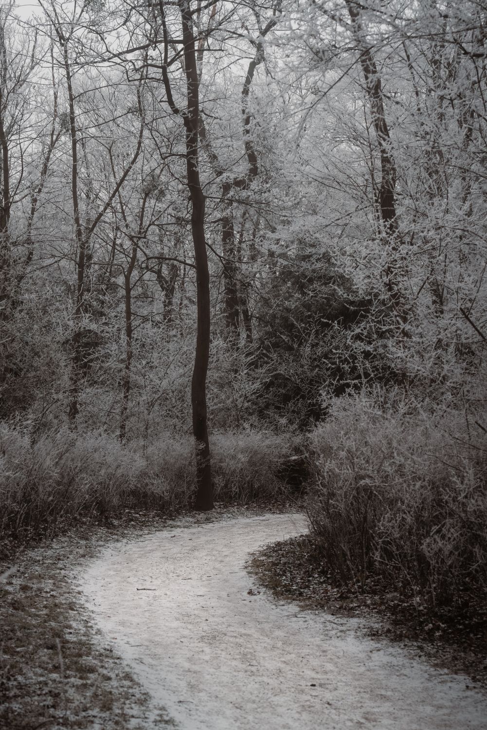 Tranquil Frosty Woodland Path in Winter · Free Stock Photo