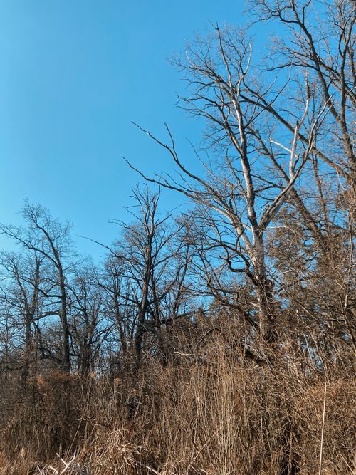 Free Leafless trees in winter against a clear blue sky, capturing the serene beauty of nature. Stock Photo