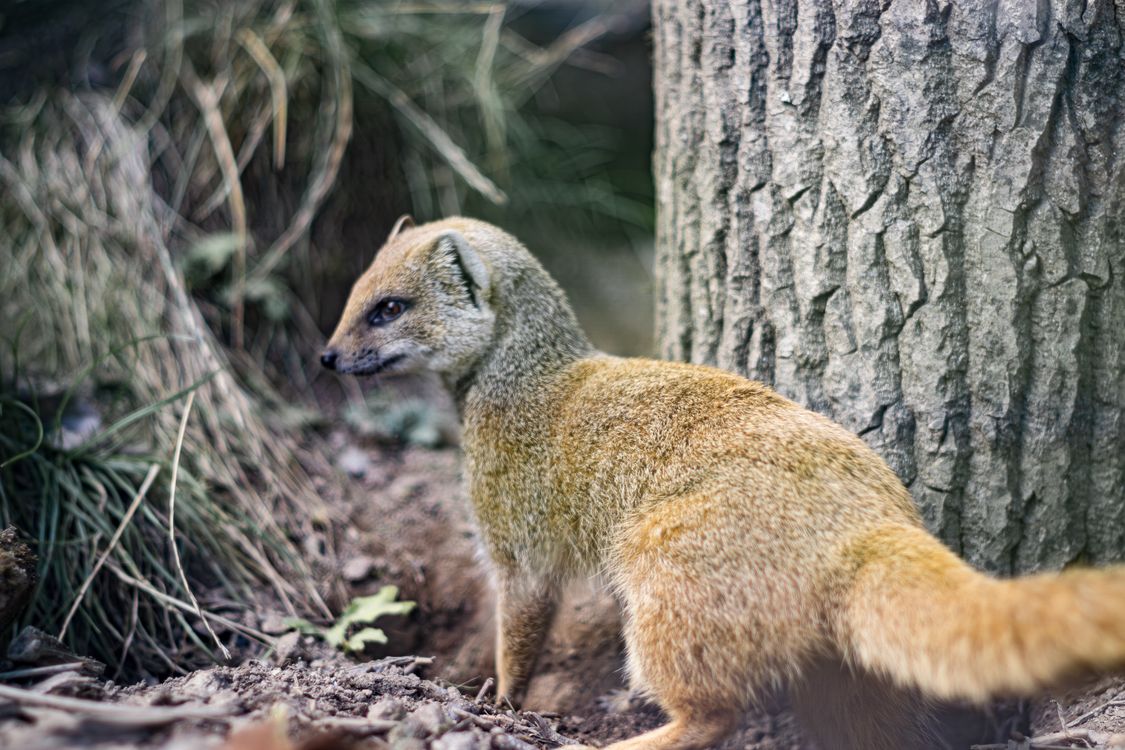 Yellow Mongoose In Its Natural Habitat Free Stock Photo Yellow Mongoose In Its Natural Habitat Free Stock Photo