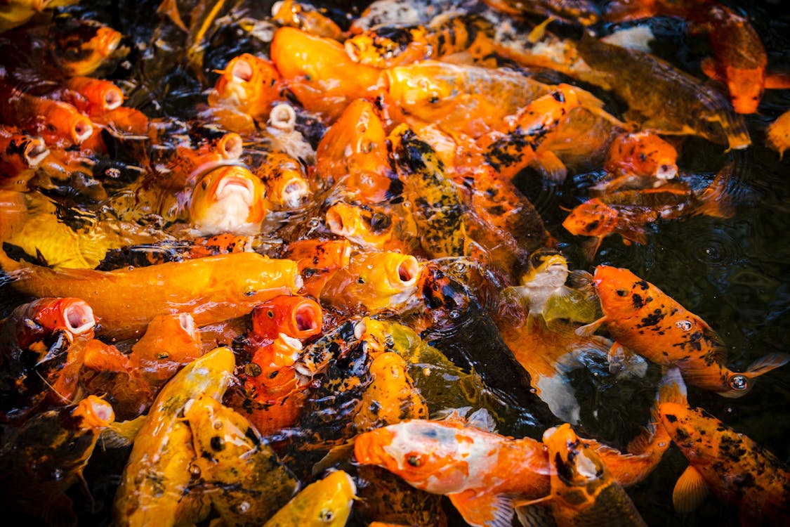 Close Up Photo of Koi Fishes