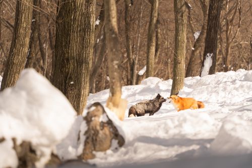Free A captivating winter scene with two foxes interacting in a snowy forest setting. Stock Photo