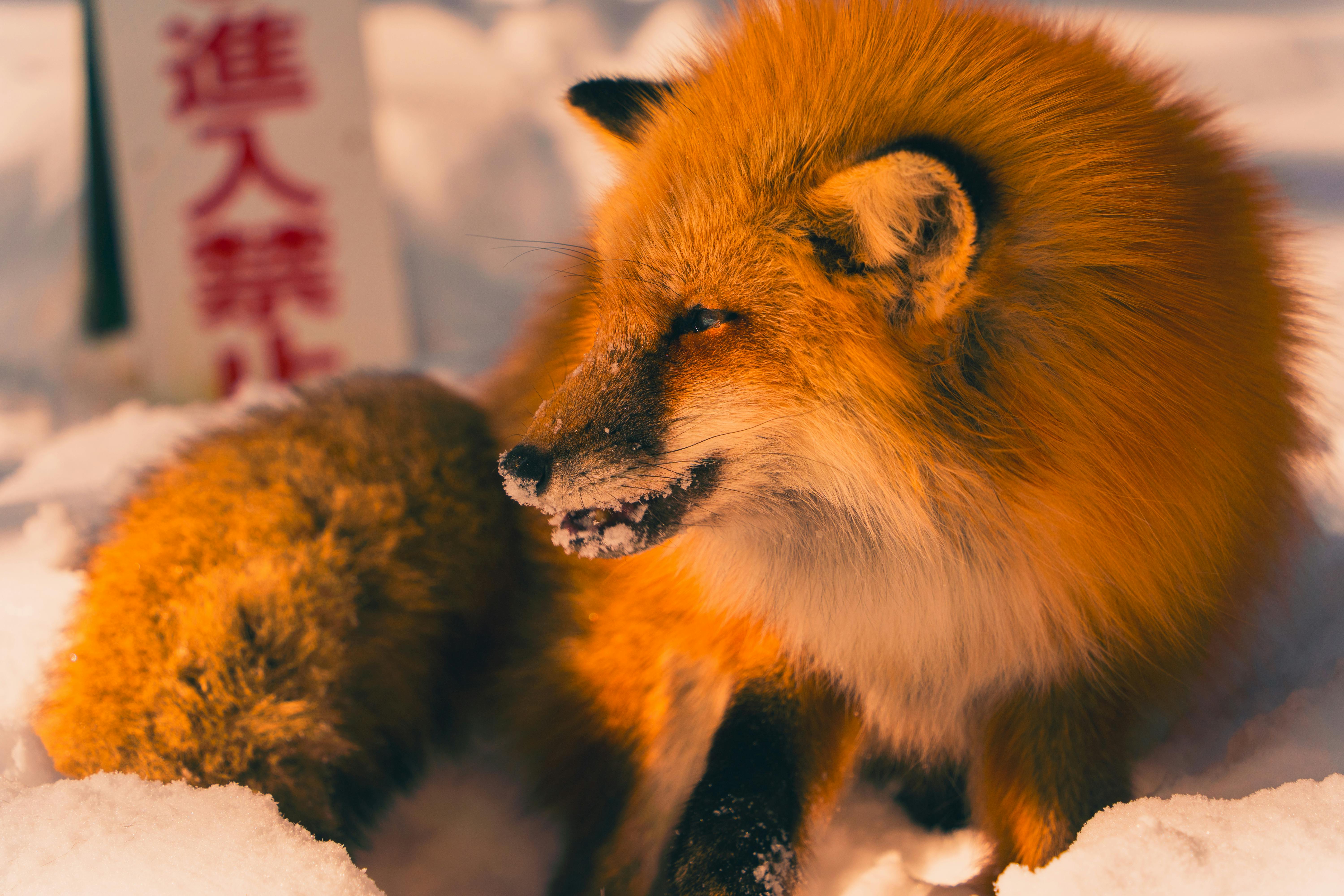 How many teeth does an adult fox have?