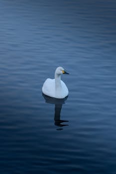 A serene white swan gracefully floating on a calm, reflective lake surface.
