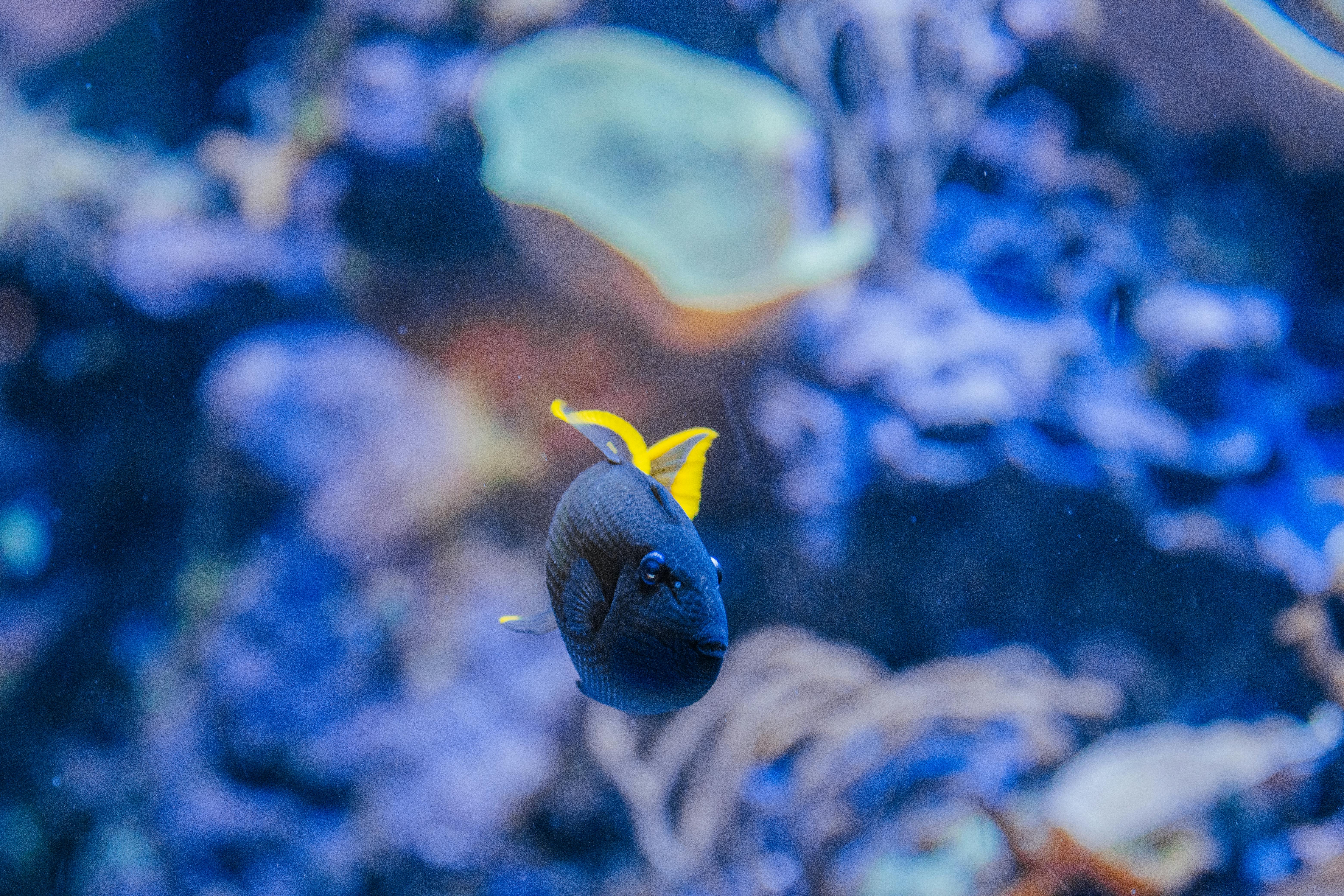 Close-up of a vibrant tropical fish swimming in an aquarium.