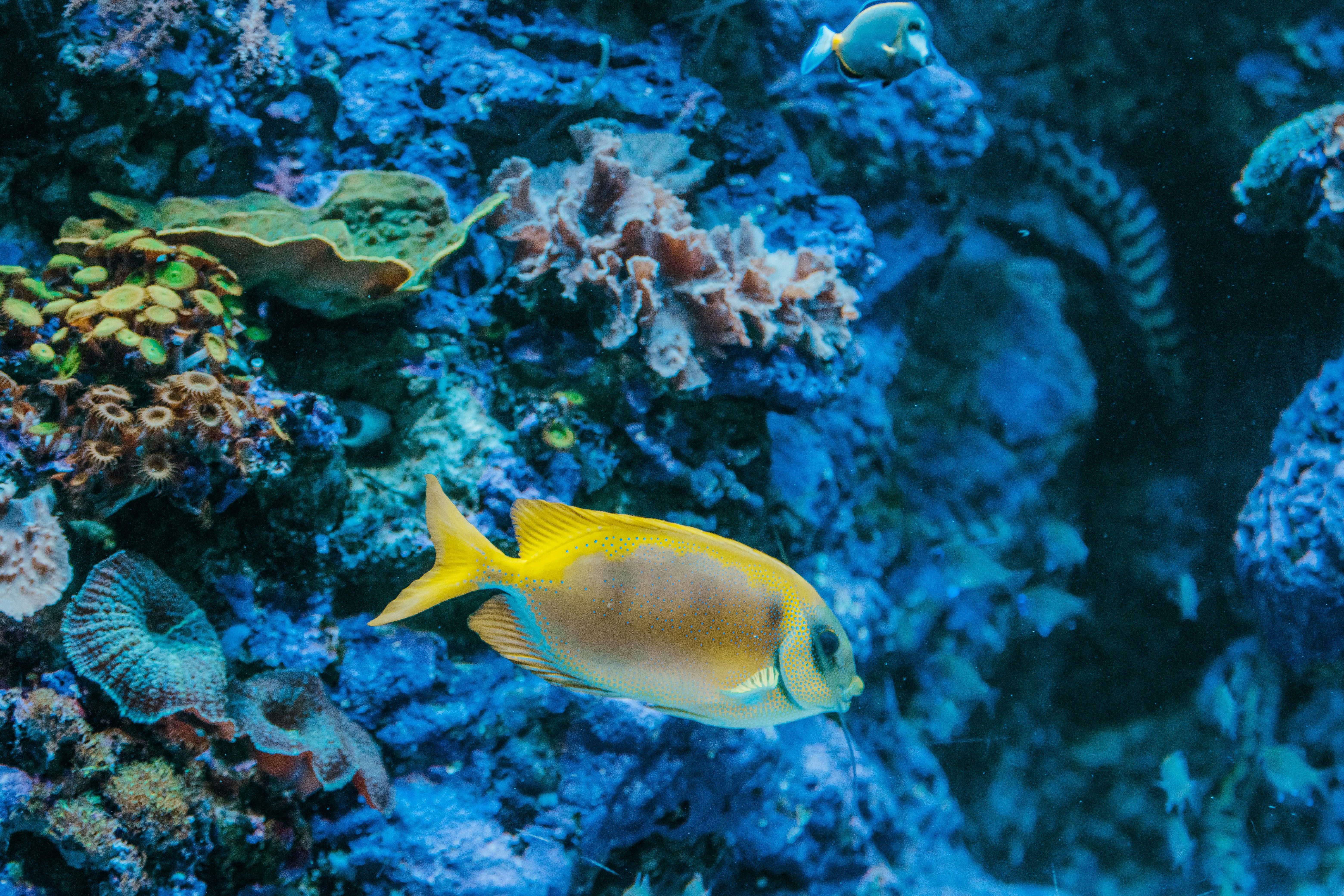 Dive Deeper, Tread Lighter: Your Ultimate 2026 Guide to Sustainable Marine Ecotourism & Tech-Powered Ocean Adventures
