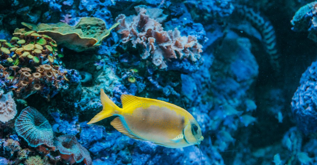 Les Poissons les Plus Étonnants du Monde à Découvrir