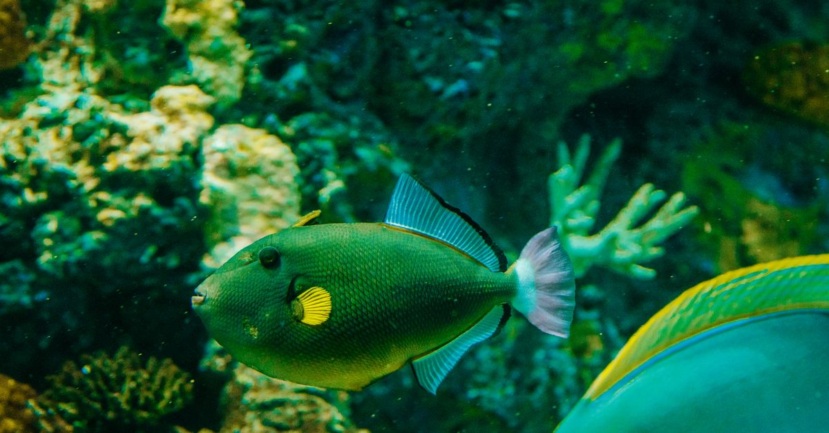 Les poissons les plus iconiques des mers du monde