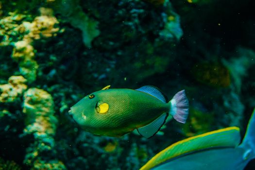 A vibrant fish swims among lush coral reefs, showcasing underwater diversity.