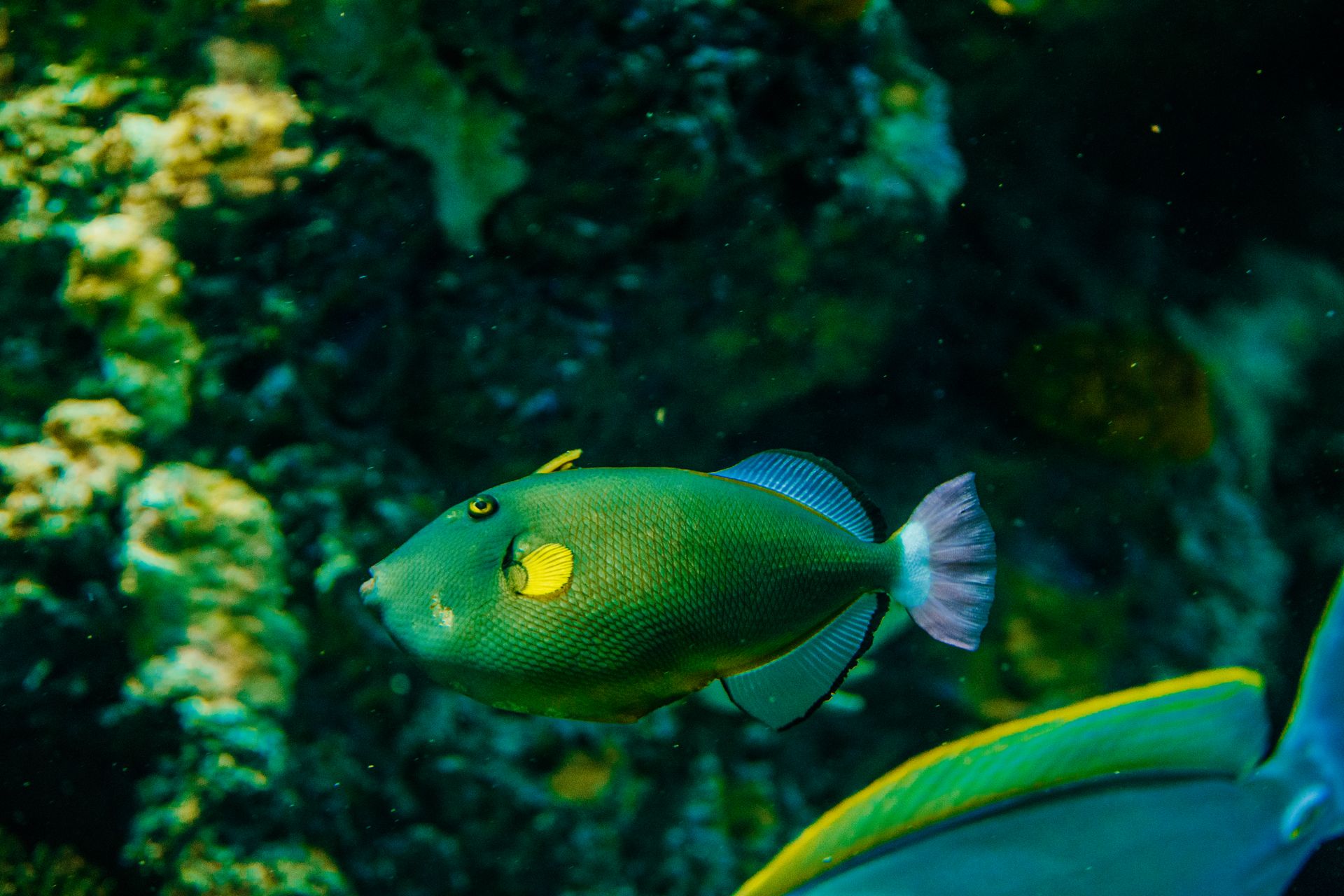 Underwater reef at Cartagena / Rosario Islands