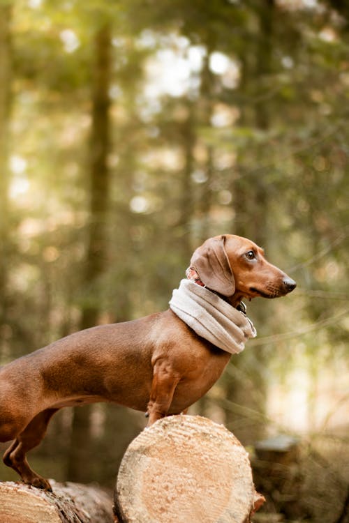Photo of Brown Dachshund Standing on Wooden Logs