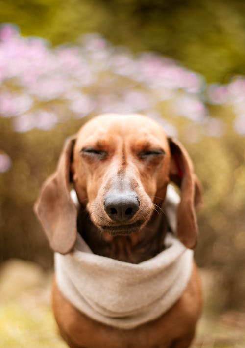 Selectieve Aandacht Close Up Foto Van Bruine Teckel Hond Met Zijn Ogen Dicht