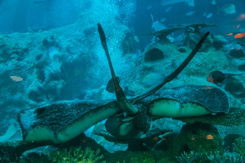 South Atoll