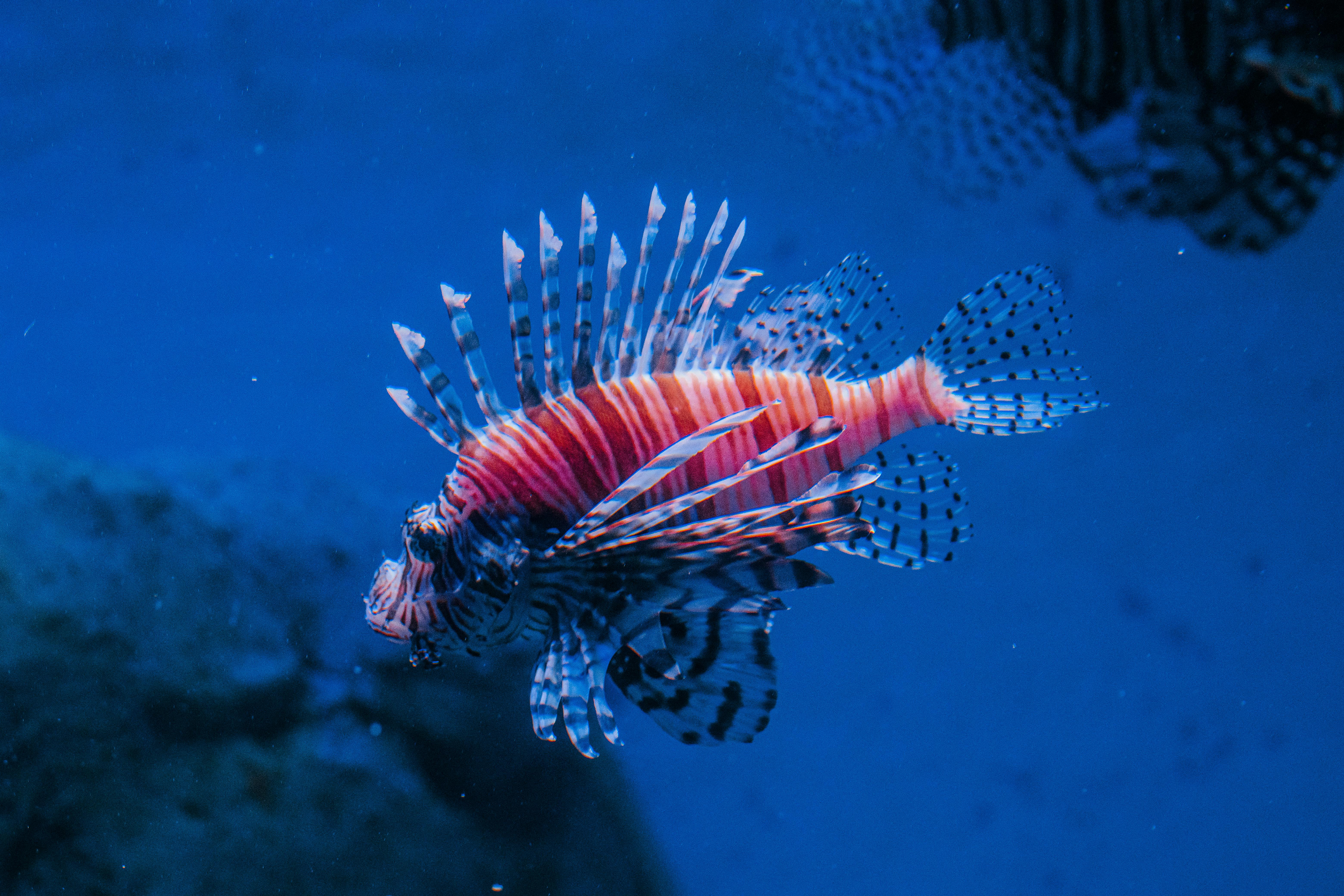 Scientists say they have discovered 20 new species deep in the Pacific Ocean