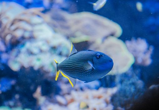 A striking tropical fish glides through a vivid coral reef, showcasing vibrant blues and yellows.