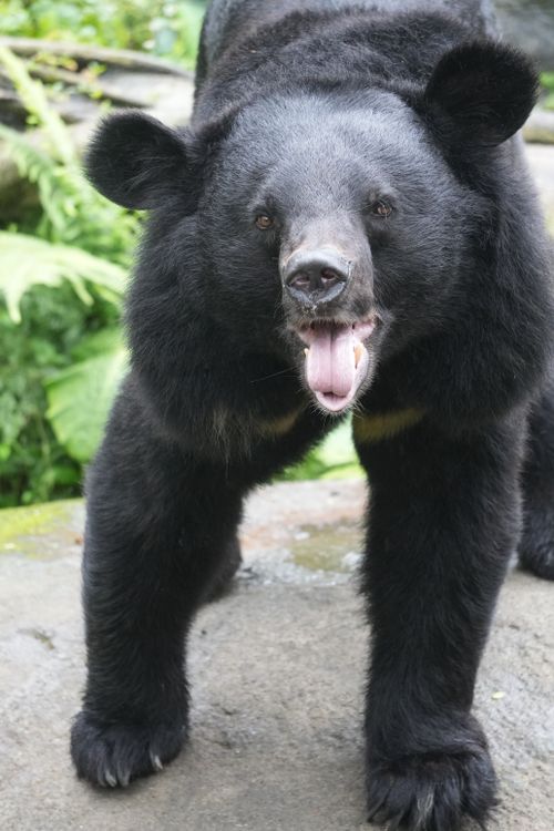 Free A detailed close-up of an Asiatic black bear, showcasing its black fur and vibrant surroundings. Stock Photo