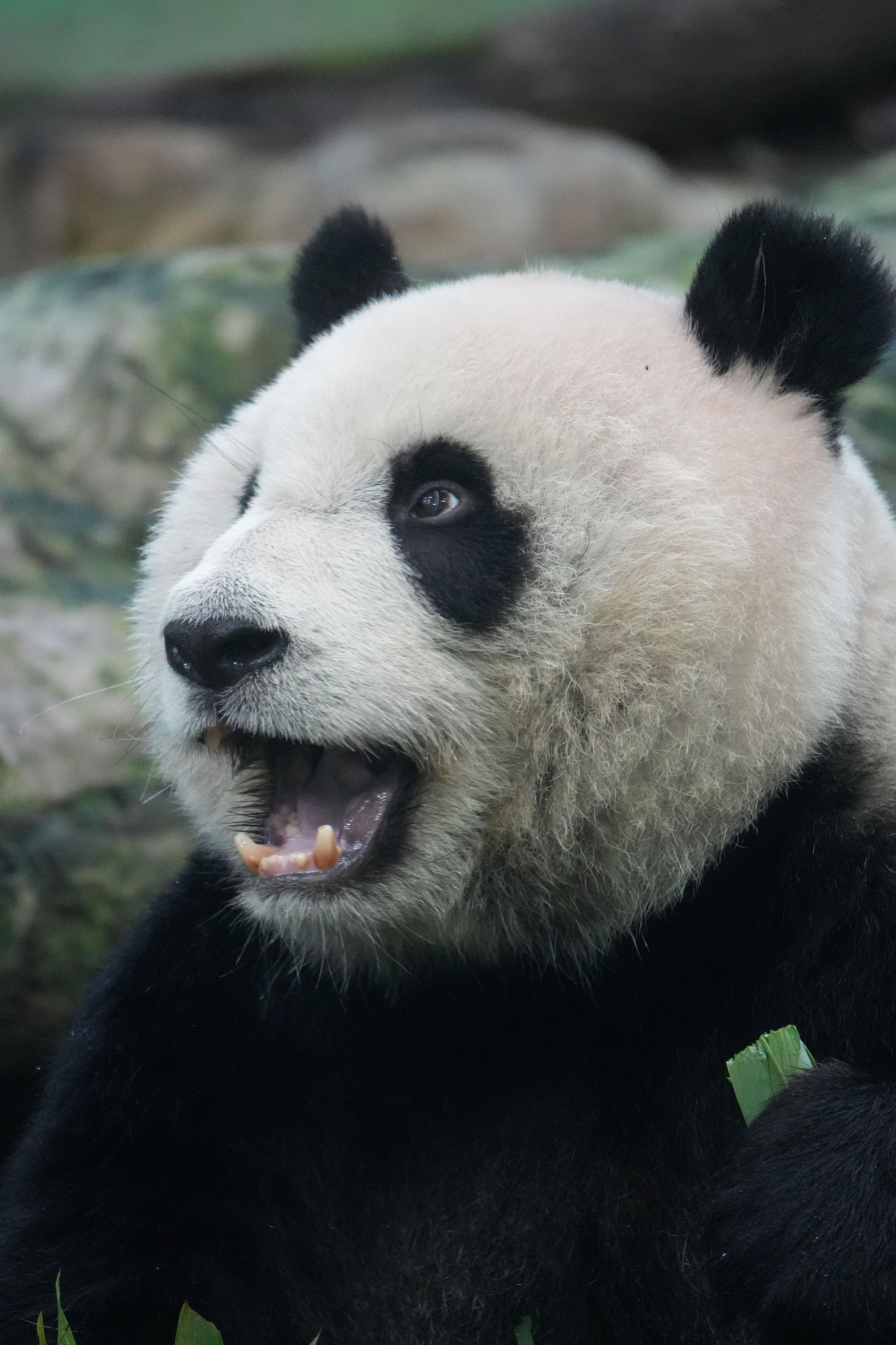 A giant panda enjoying bamboo in its natural habitat, showcasing its distinct black and white fur.