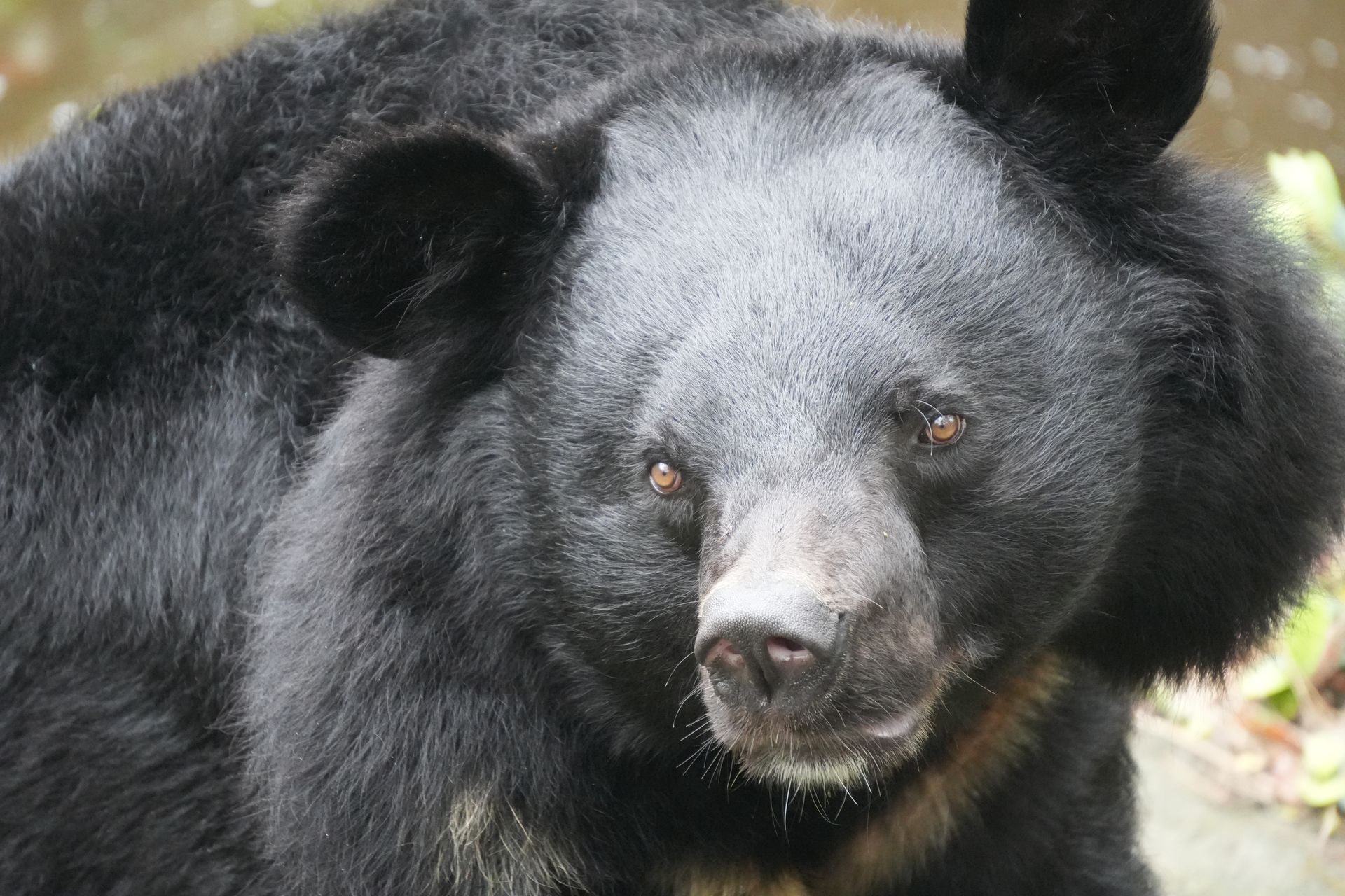 A detailed close-up of an Asian black bear showcasing its thick black fur and expressive eyes.