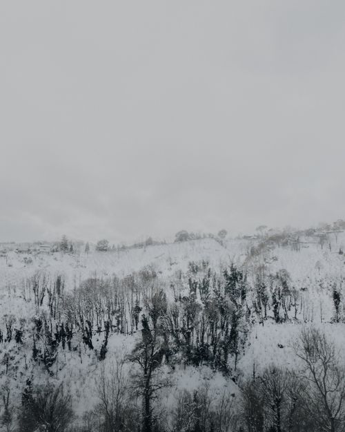 Free A peaceful winter scene of a snow-covered forest on a hillside. Stock Photo