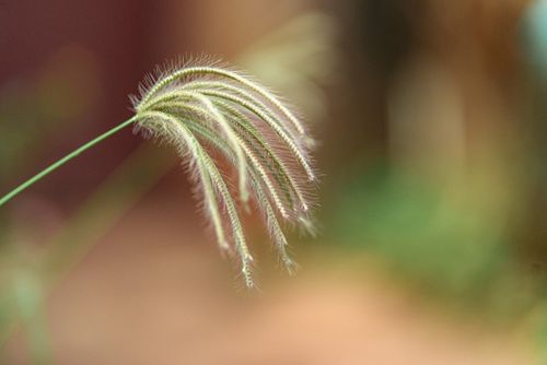 Free A detailed close-up of fountain grass (Cenchrus setaceus) with a softly blurred bokeh background in Cambodia. Stock Photo