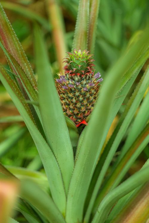 Free Vibrant pineapple plant growing in its natural habitat with detailed leaves and colorful fruit. Stock Photo
