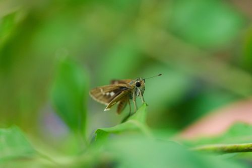 Free Detailed macro shot of a butterfly perched on a lush green leaf in Cambodia's natural setting. Stock Photo