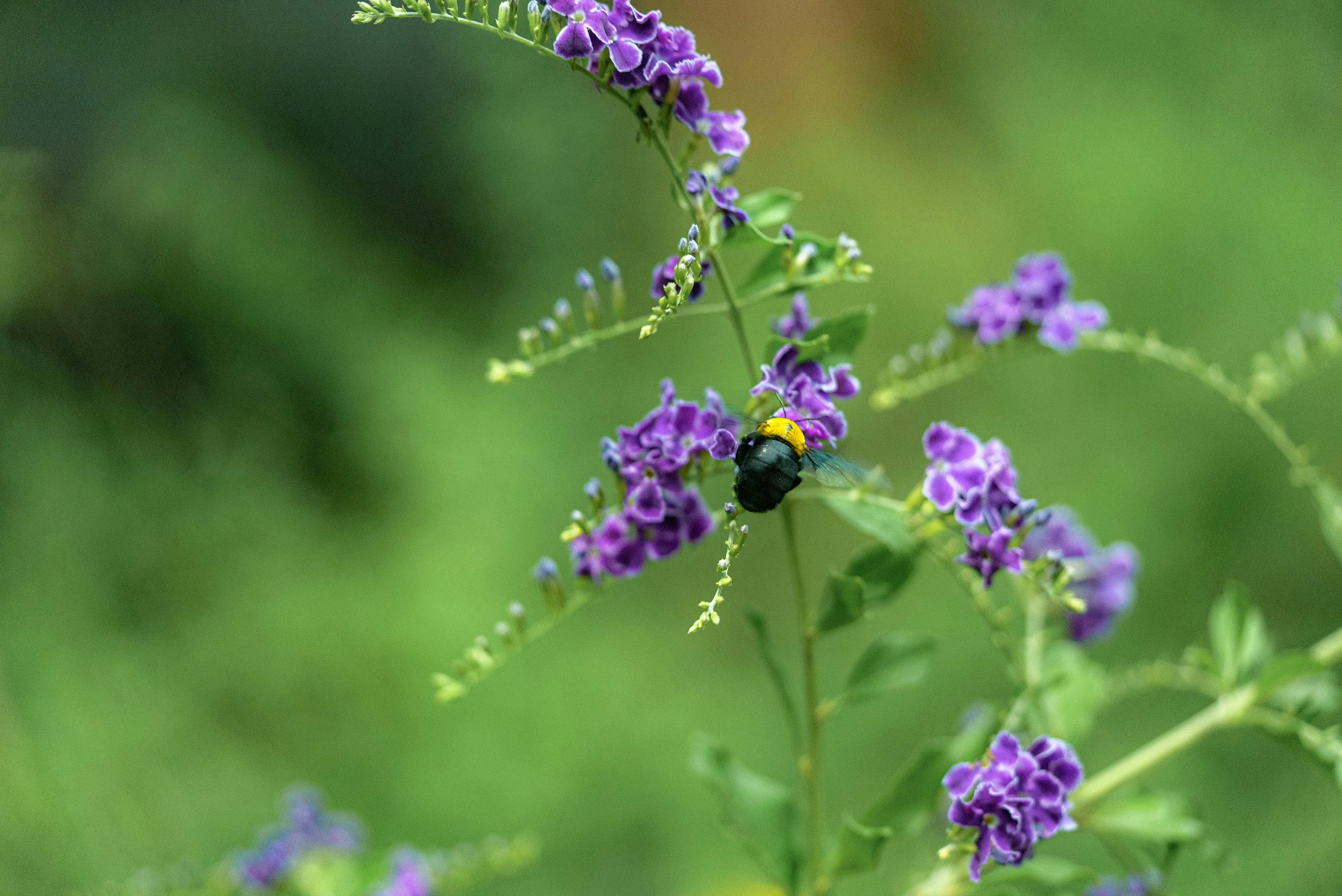 免费 花 素材图片