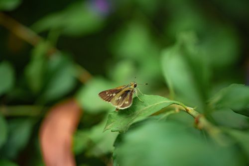 Free A detailed macro shot of a butterfly perched on a leaf in a lush Cambodian garden. Stock Photo